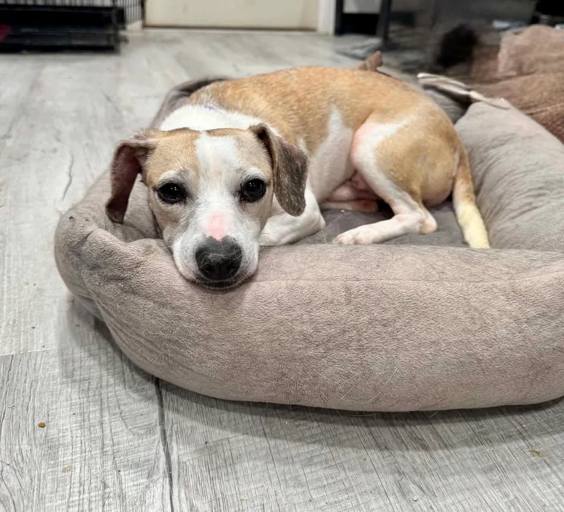An adult small-sized male Tricolor (Brown, Black, & White) Beagle dog named Paulo for adoption in Greensburg, PA