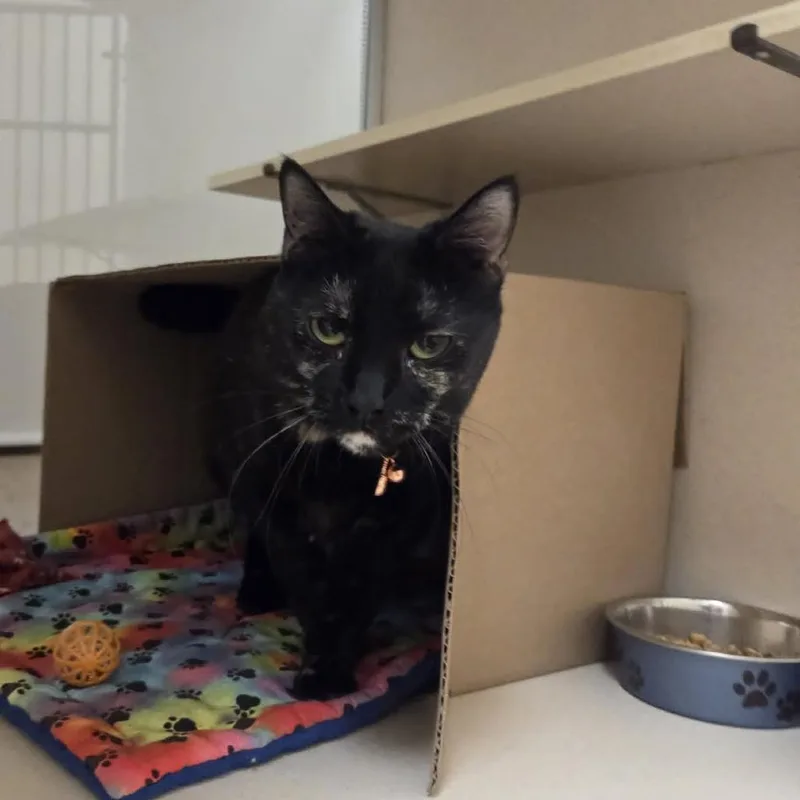 An adult medium-sized female Tortoiseshell Domestic Short Hair cat named Bunke for adoption in Ballston Spa, NY