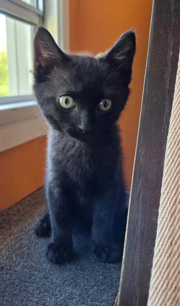 A baby small-sized female Domestic Short Hair cat named Juanita for adoption in Novato, CA