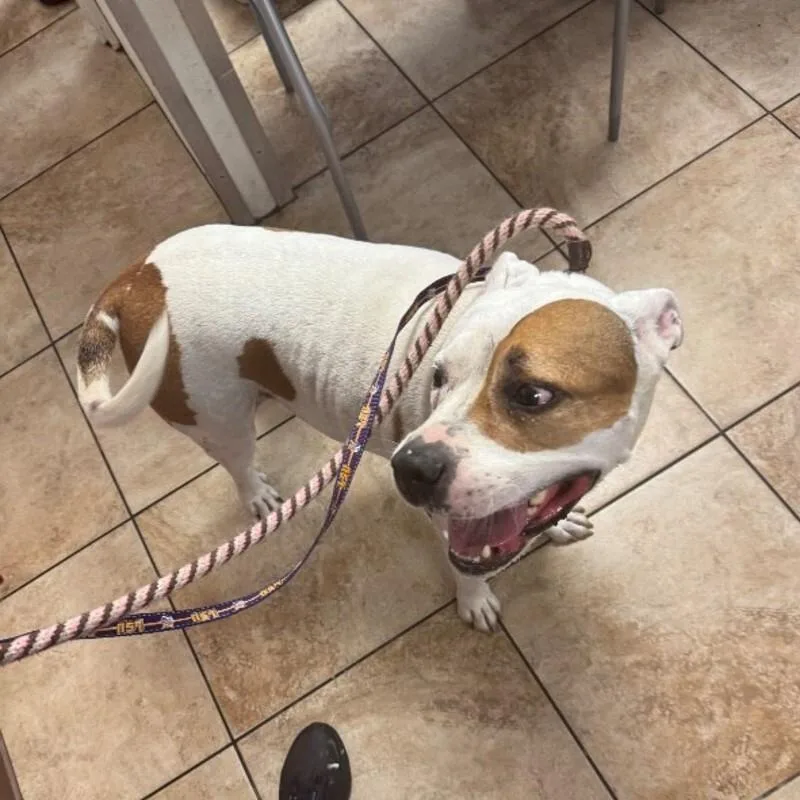 An adult large-sized male White / Cream Mixed Breed dog named Trucker for adoption in Cincinnati, OH