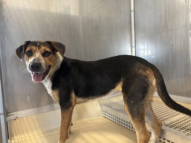 A young large-sized female Foxhound dog named Lannie for adoption in Grand Prairie, TX