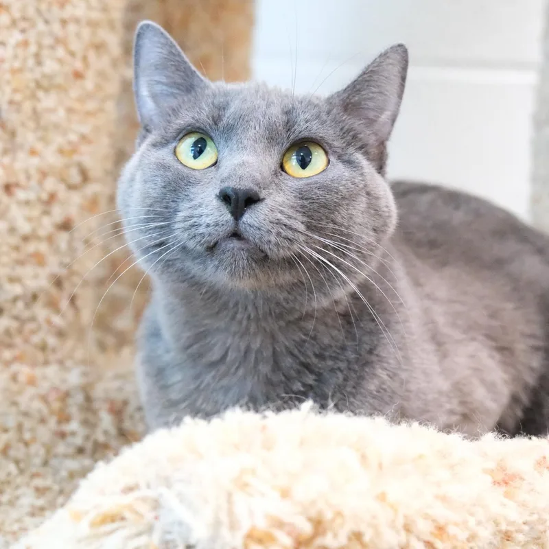 A young medium-sized female Russian Blue cat named Luna for adoption in Newport Beach, CA