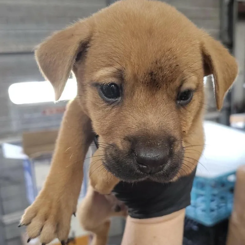 A baby medium-sized male Apricot / Beige Black Mouth Cur dog named Ronald for adoption in Beulaville, NC