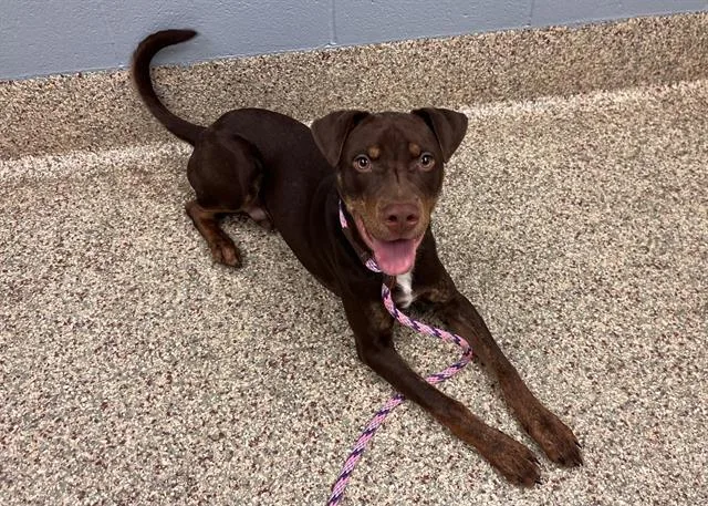 A young medium-sized male Labrador Retriever dog named Wackadoodle Doo for adoption in Colorado Springs, CO