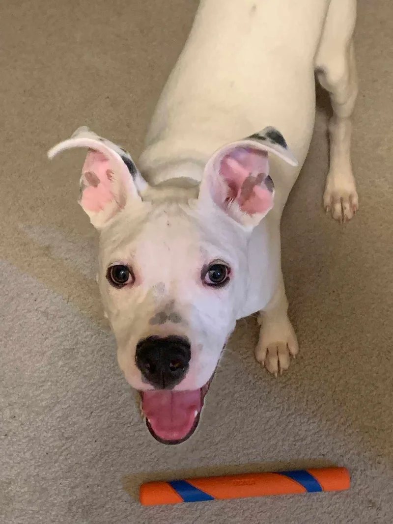 Malachai thumbnail 2