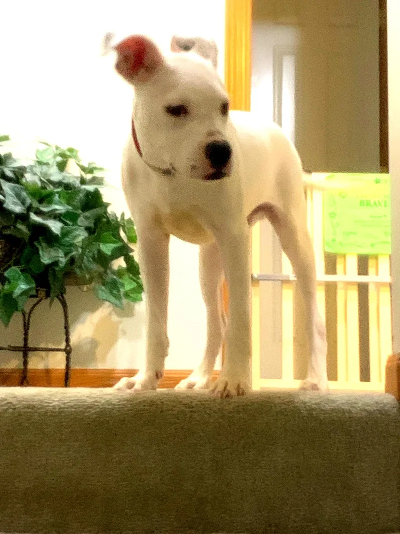 Malachai thumbnail 3