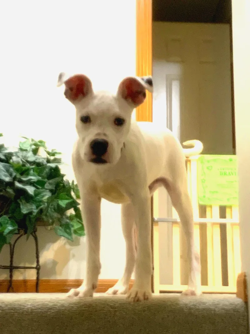 Malachai thumbnail 4