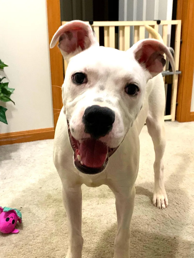 Malachai thumbnail 5