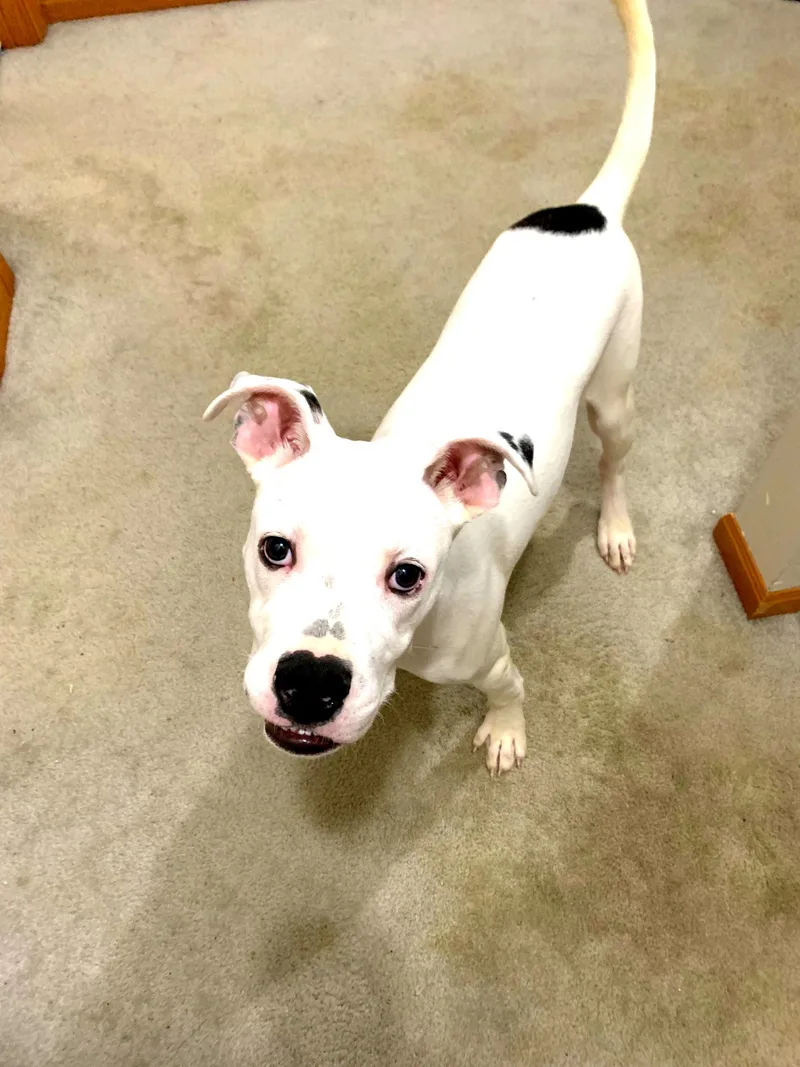 Malachai thumbnail 6