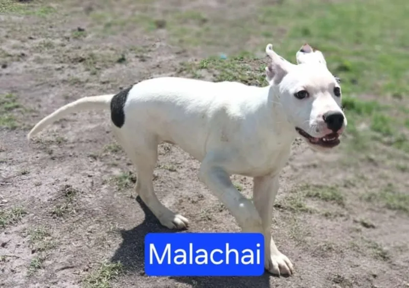 Malachai