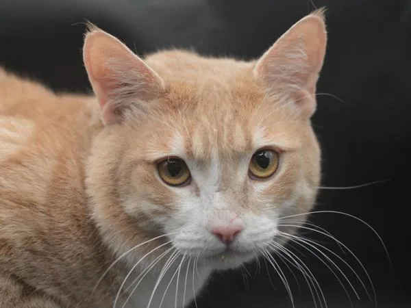 An adult small-sized male Domestic Short Hair cat named Cody for adoption in Portland, OR
