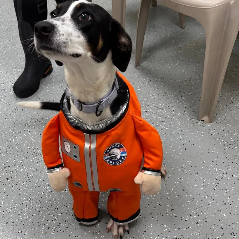 A young medium-sized female Hound dog named Louisa for adoption in Fairfax, VA