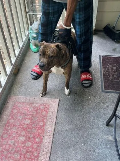 An adult medium-sized female Terrier dog named Tilly for adoption in Gastonia, NC