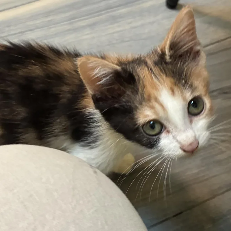 A baby medium-sized female Brown / Chocolate Domestic Short Hair cat named Veronica for adoption in Monroe, NC