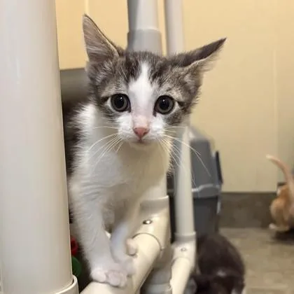 A young medium-sized male Gray & White Domestic Short Hair cat named Peter for adoption in Dubuque, IA