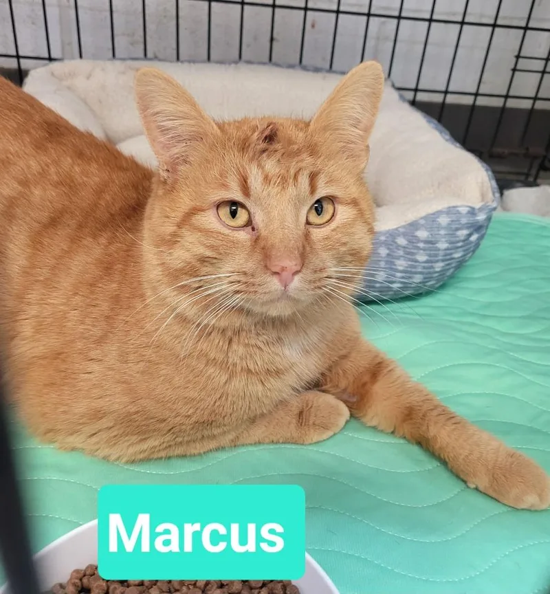 A young medium-sized male Domestic Short Hair cat named Marcus for adoption in Richmond, IN
