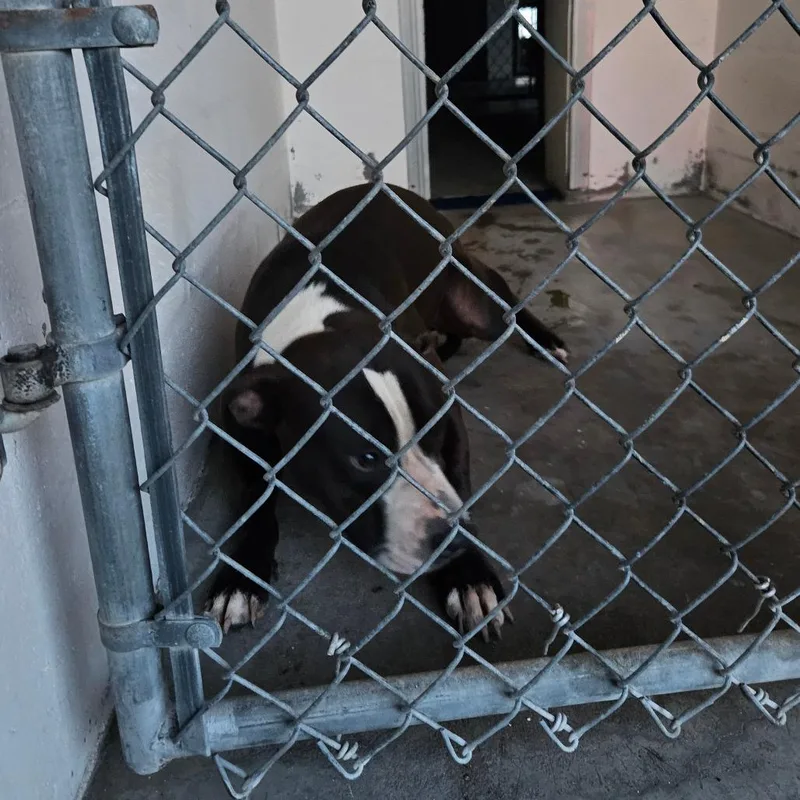An adult large-sized female Black Mixed Breed dog named King for adoption in Lake Panasoffkee, FL