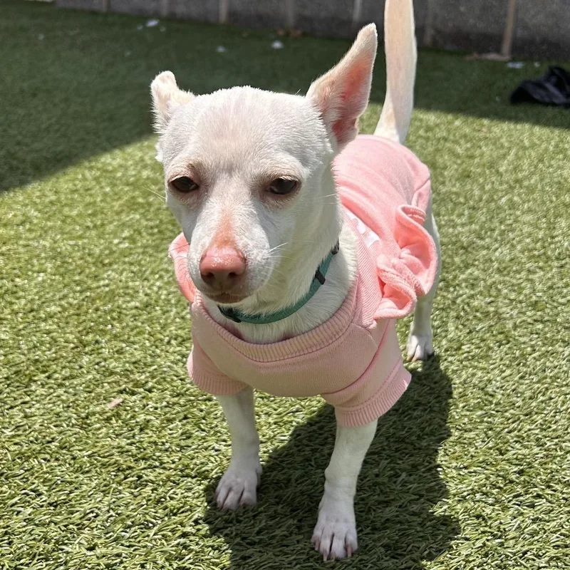 An adult small-sized female White / Cream Chihuahua dog named Lupita for adoption in Chattanooga, TN