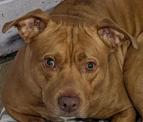 An adult medium-sized female Yellow / Tan / Blond / Fawn Pit Bull Terrier dog named Tiger Lily for adoption in Marietta, OH