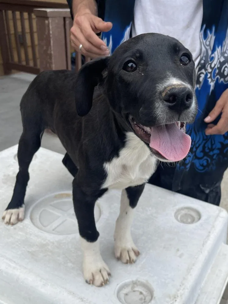 A baby medium-sized male Tricolor (Brown, Black, & White) Labrador Retriever dog named Porter for adoption in Bolivar, MO