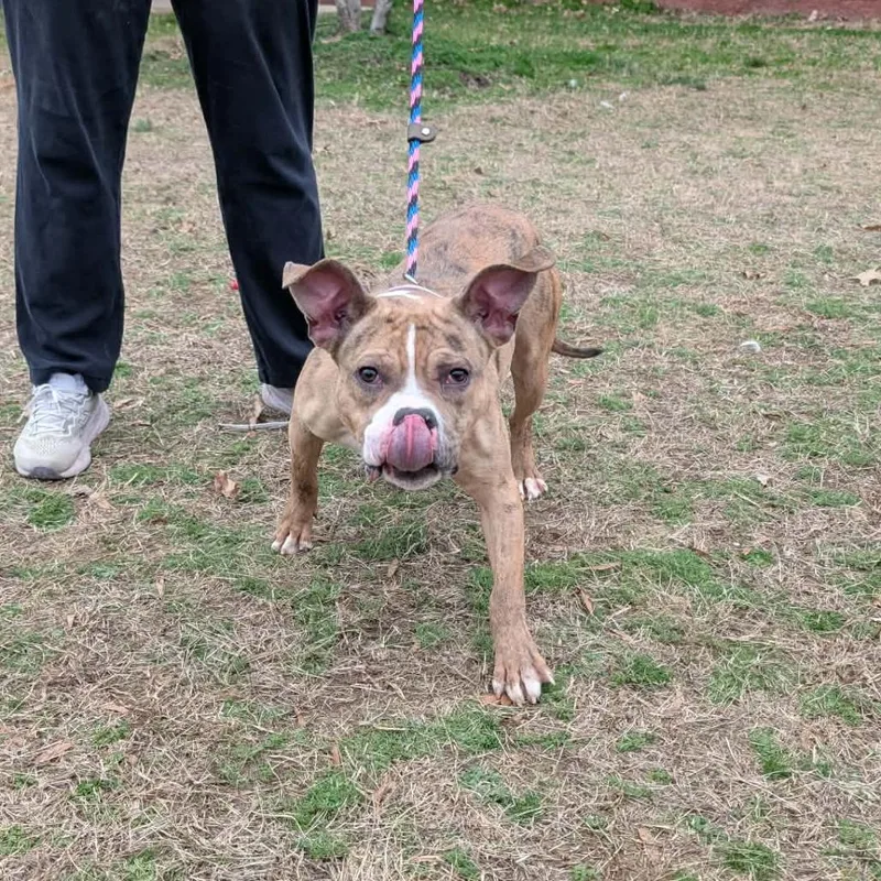 Gardenia thumbnail 2