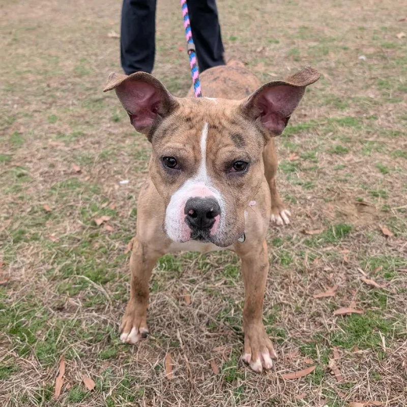 Gardenia thumbnail 3