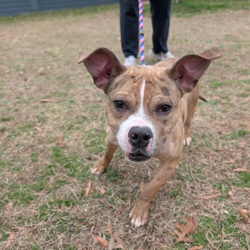 Gardenia thumbnail 4