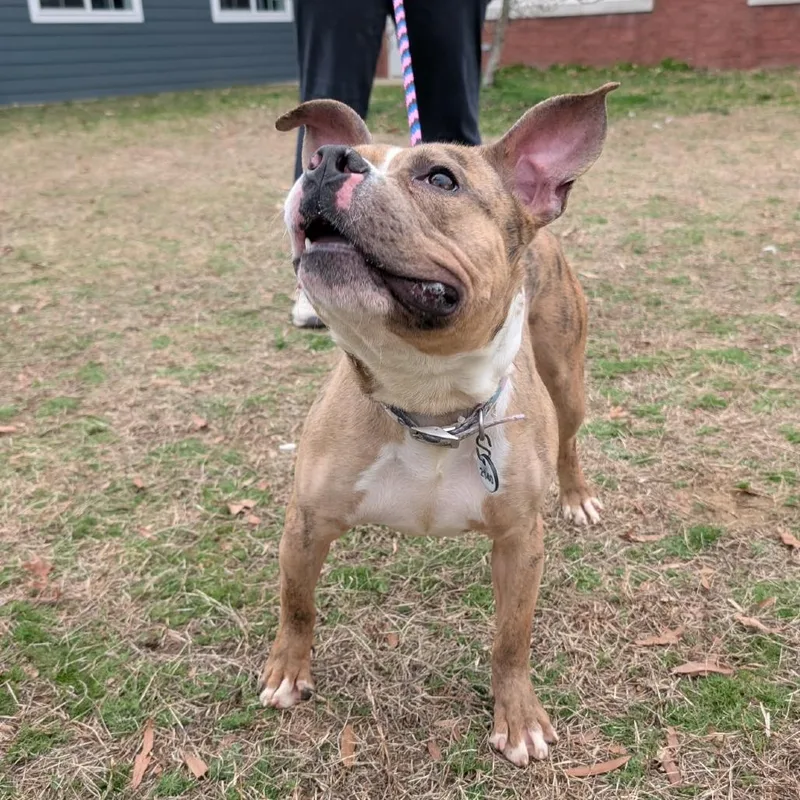 Gardenia thumbnail 5