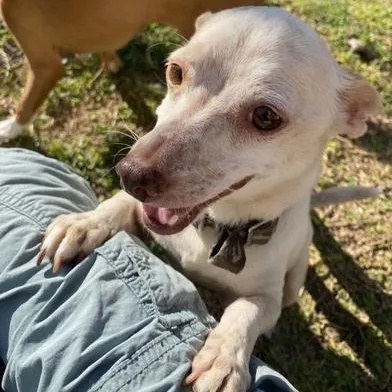 Chico thumbnail 5