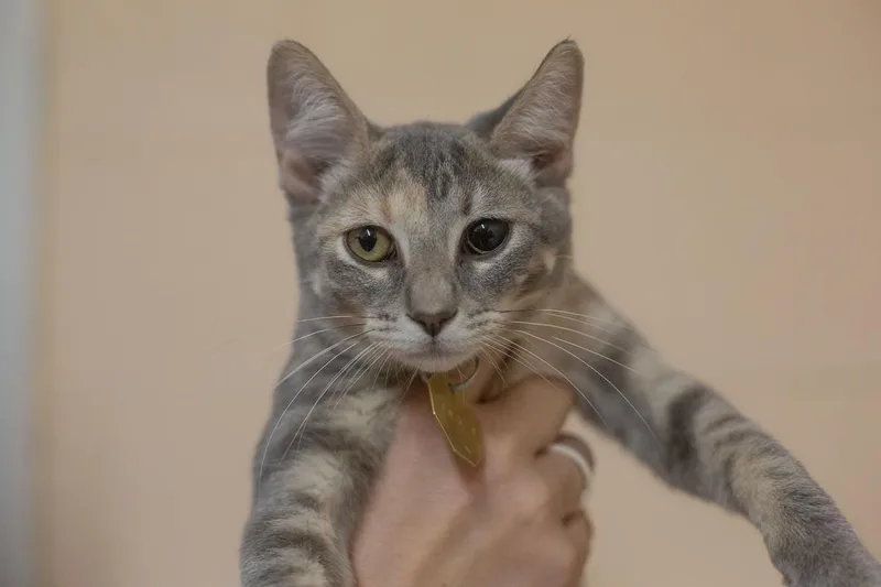 A baby small-sized female Domestic Short Hair cat named Nova for adoption in Mountain Home, AR