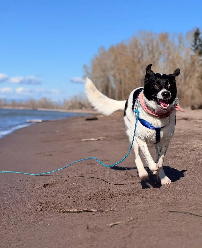 An adult large-sized female Border Collie dog named Piper for adoption in Vancouver, WA