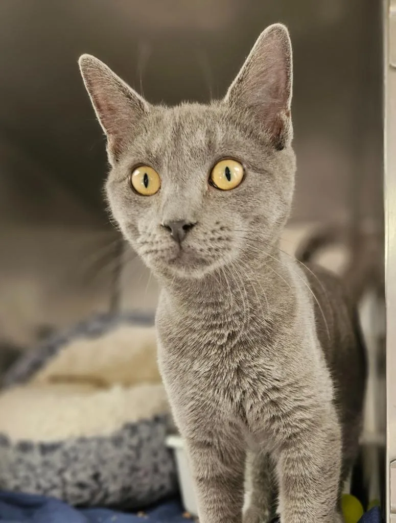 A baby medium-sized male Domestic Short Hair cat named Linus for adoption in Pomona, NY