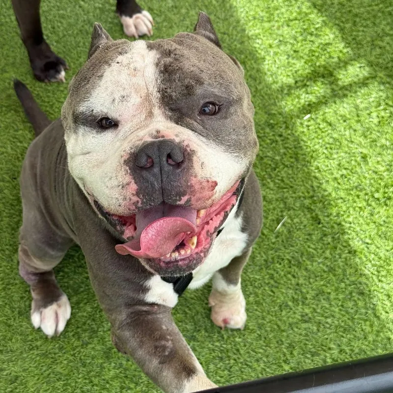 An adult large-sized male Gray / Blue / Silver Pit Bull Terrier dog named Bubba for adoption in Tampa, FL
