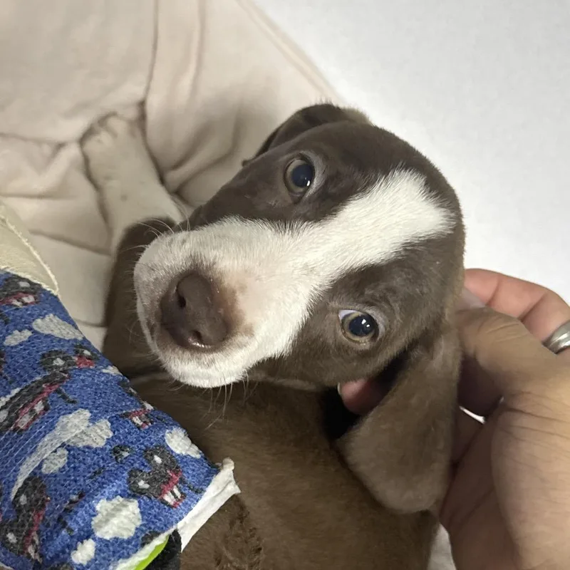 A baby small-sized female Hound dog named Cersei for adoption in Franklin, NC