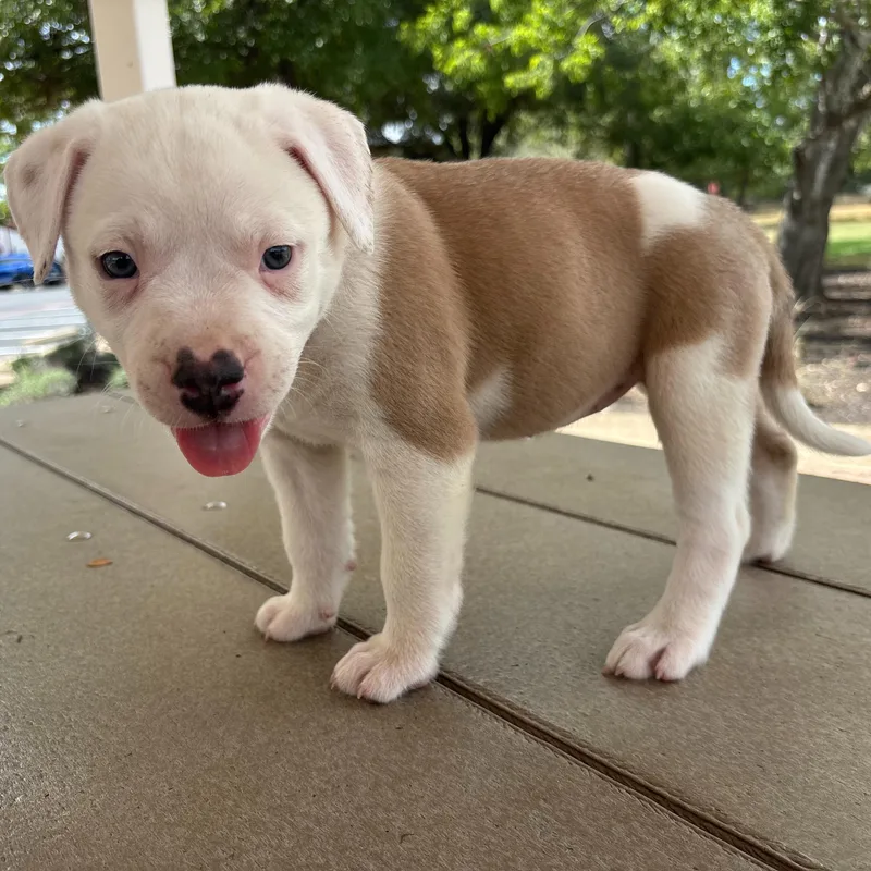 A baby medium-sized female White / Cream Australian Cattle Dog / Blue Heeler named Courtney for adoption in Pflugerville, TX