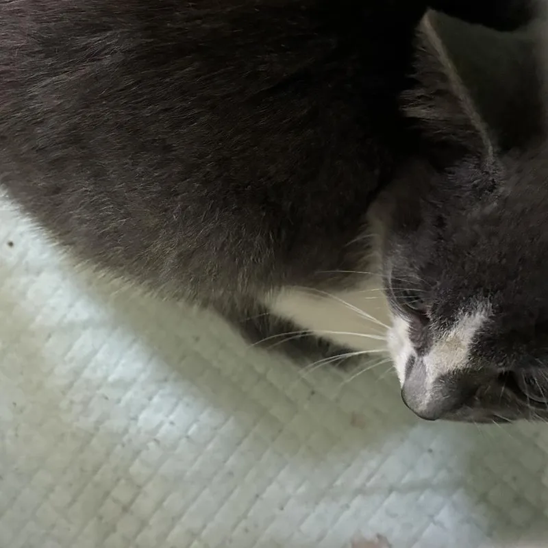 A baby small-sized female Gray / Blue / Silver Domestic Short Hair cat named Harmony for adoption in Harrisonburg, VA