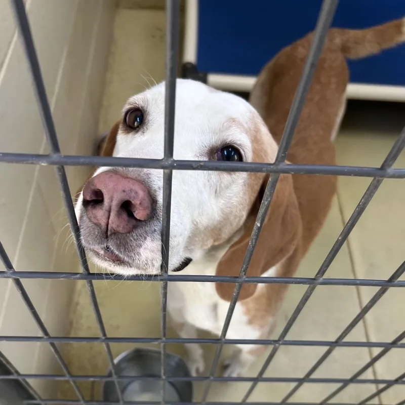 An adult medium-sized male Yellow / Tan / Blond / Fawn Hound dog named Bozo C for adoption in Clarksville, VA