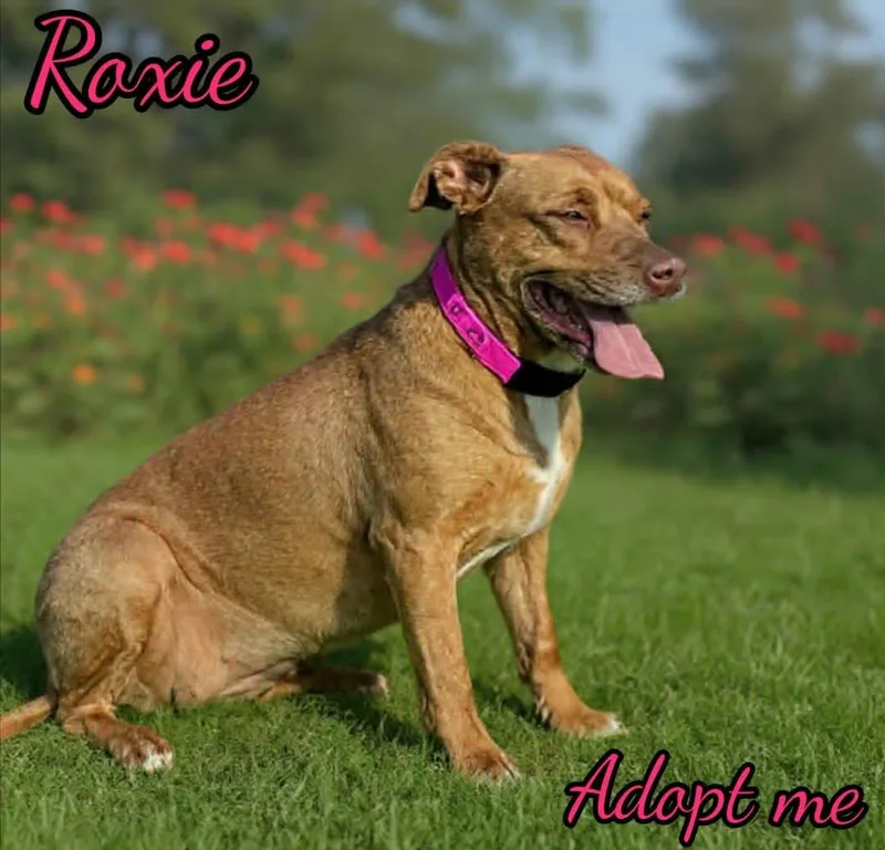 Roxie