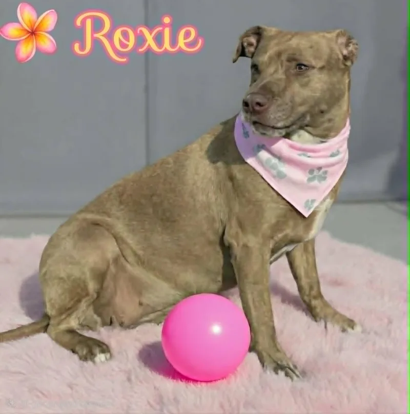 Roxie thumbnail 2