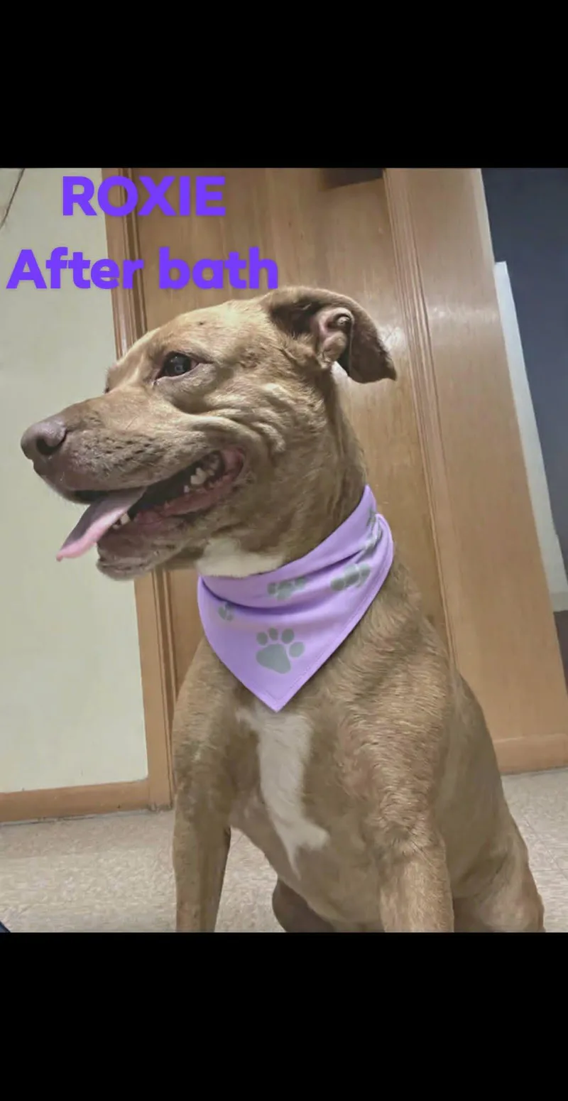 Roxie thumbnail 3