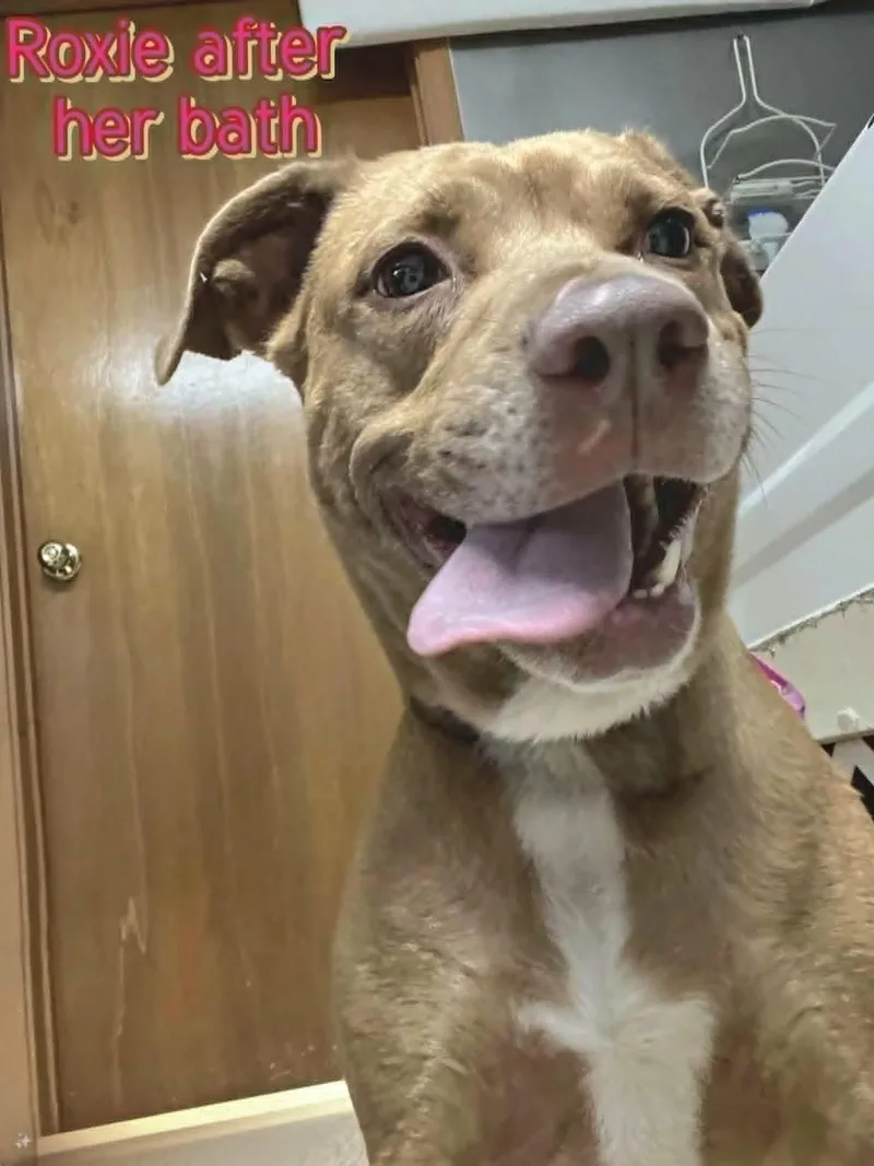 Roxie thumbnail 4