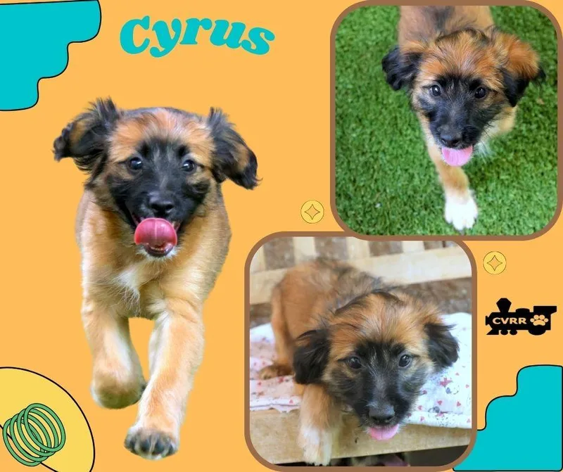 Cyrus