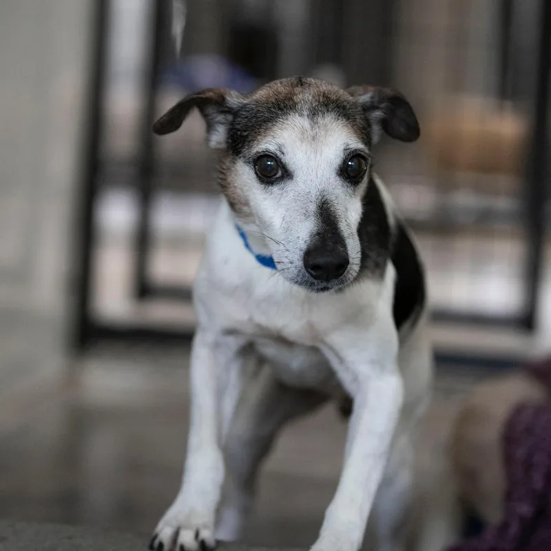 A senior small-sized male Jack Russell Terrier dog named Levi for adoption in Peyton, CO