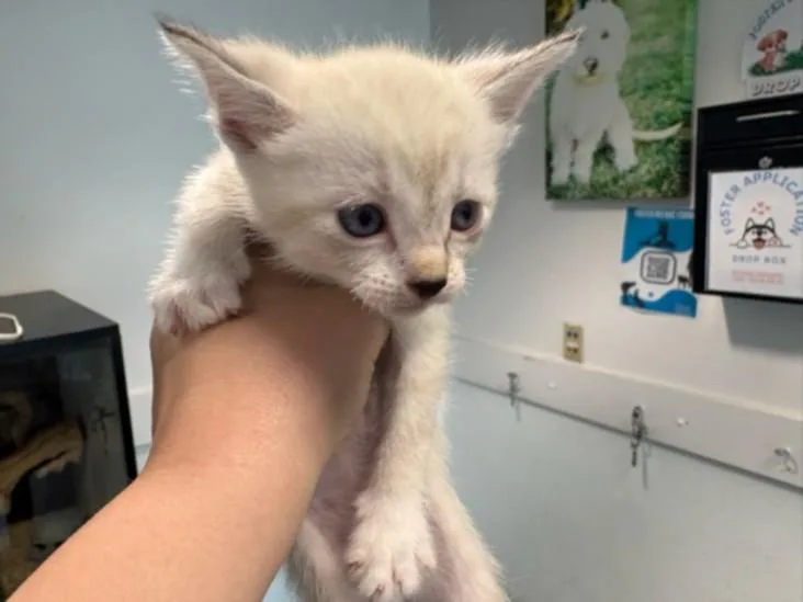 A baby medium-sized female Siamese cat named Florence for adoption in Chatsworth, CA