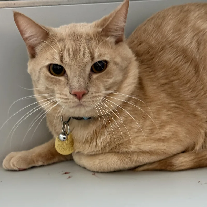 A young medium-sized male Orange / Red Domestic Short Hair cat named Toby for adoption in Lansing, MI