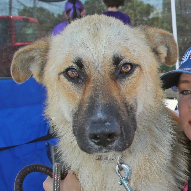 An adult medium-sized male German Shepherd Dog dog named Charlie for adoption in Natchitoches, LA
