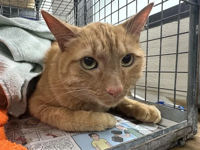 An adult large-sized male Domestic Medium Hair cat named Linus for adoption in Pasadena, TX