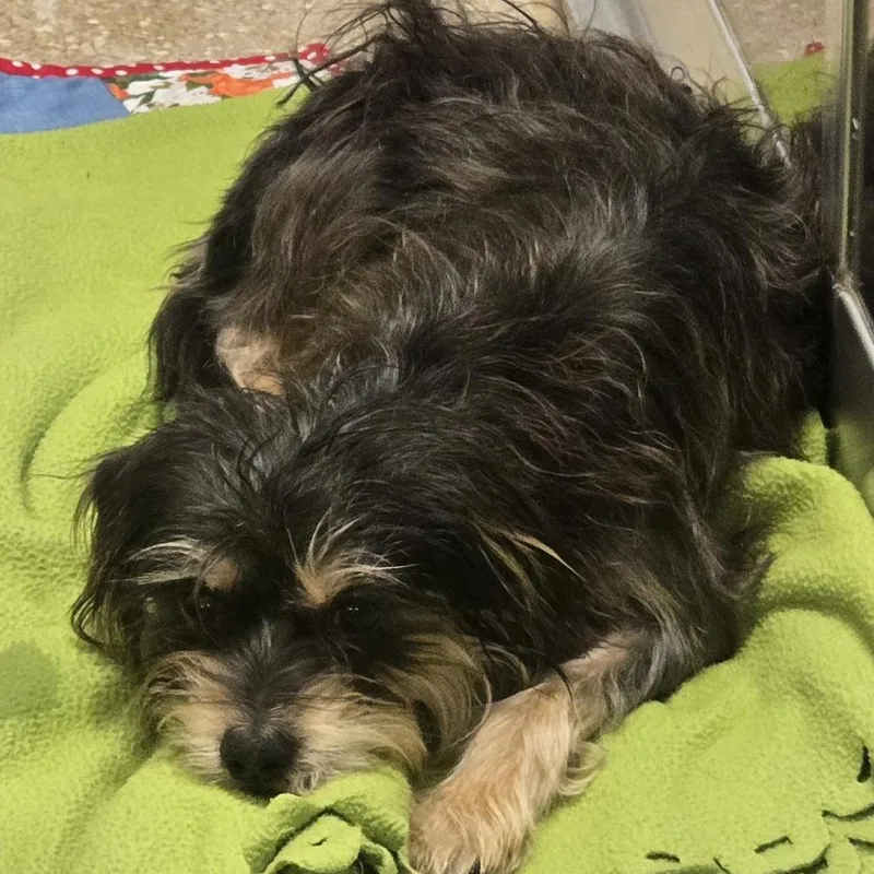 An adult small-sized female Black Mixed Breed dog named Chai for adoption in Sonoma, CA