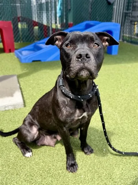 An adult large-sized female Terrier dog named Duckie for adoption in Olivette, MO
