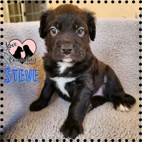 A baby small-sized male Black Dachshund dog named Steve for adoption in Gilbert, AZ